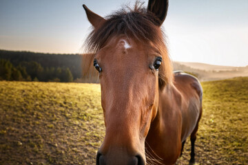 Obraz premium portrait of a horse