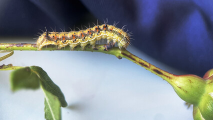 A hairy green caterpillar crawls on a rose flower, macro, animal world, insects, close-up