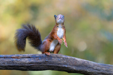 Eurasian red squirrel (Sciurus vulgaris) searching for food in the autumn in the forest in the South of the Netherlands. 