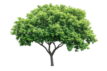 Stylish Hall Tree Featuring Hooks and Shelves for Coats and Accessories with Isolated on Transparent Background