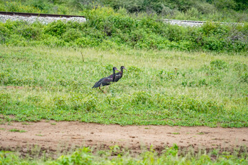 Migrating Cranes in Africa Preparing for Their Journey