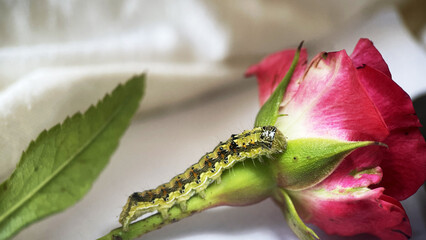 A hairy green caterpillar crawls on a rose flower, macro, animal world, insects, close-up