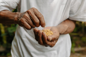 Hand holding on seed ,Seeding,Seedling,Agriculture. rice seed