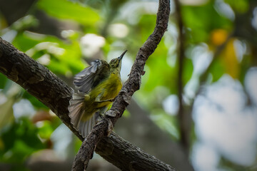 Brown-throated sunbird perching on the branch