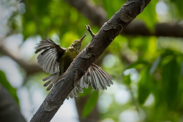 Brown-throated sunbird perching on the branch