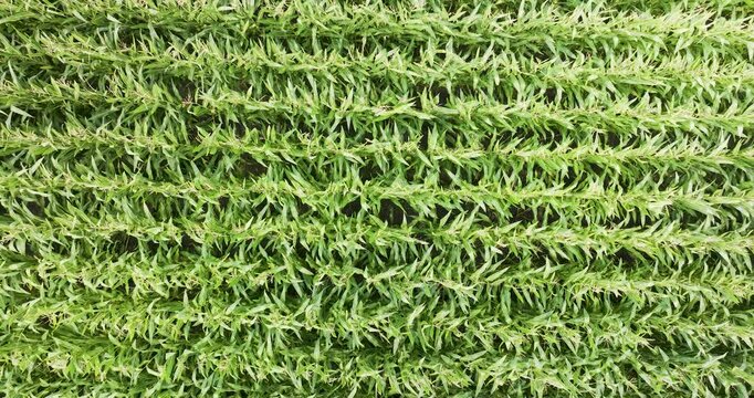 Aerial view of swaying corn on cropland with beautiful green landscape, Someren, Netherlands.