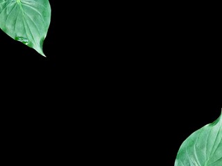 alocasia cucullata leaf isolated on white background , Buddha’s Hand, Chinese Taro, Elephant Ear