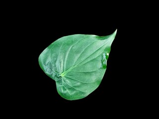 alocasia cucullata leaf isolated on white background , Buddha’s Hand, Chinese Taro, Elephant Ear