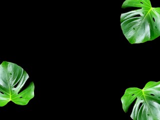 alocasia cucullata leaf isolated on white background , Buddha’s Hand, Chinese Taro, Elephant Ear