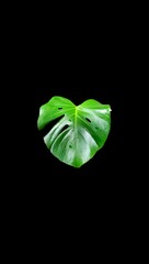 alocasia cucullata leaf isolated on white background , Buddha’s Hand, Chinese Taro, Elephant Ear