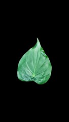 alocasia cucullata leaf isolated on white background , Buddha’s Hand, Chinese Taro, Elephant Ear