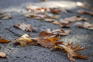 Dry autumn leaves scattered on the pavement symbolize the inevitability of change and the passage of time.