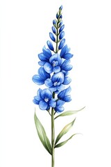 Obraz premium Watercolor Illustration of Blue Flower on White Background, flower, botanical