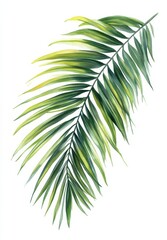 Obraz premium Watercolor Palm Leaf Illustration - Tropical Minimalist Art, palm leaves, tropical art