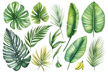 Obraz premium Watercolor Tropical Leaf Collection - Green Botanical Elements, Isolated Jungle Foliage, Palm Leaf, Banana, Watercolor Illustration, Tropical Leaves, Jungle Plants