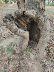 trunk of tree with hole, in the garden or jungle.