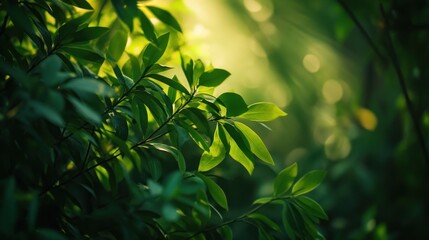 Sunlight Through Lush Foliage