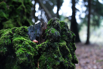 a small mushroom grows on a moss stump