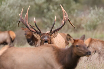 Powerful Huge Elk Bull Bugling in the Middle of his Harem of Cows