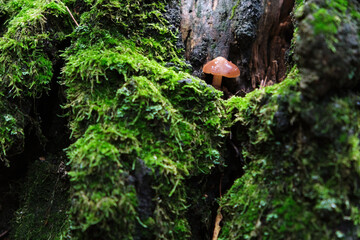 a small mushroom grows on a moss tree
