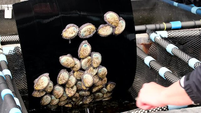 Abalone marine molluscs attached to black plastic in basket on aquafarm