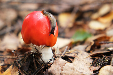 amanita muscaria mushrooms in autumn forest, closeup of a red shiny mushroom with a white leg in the forest, a slug crawls on the mushroom