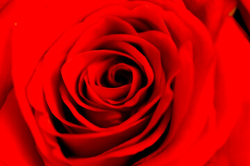 Defocused blurred red rose slose up macro with petals curves as background