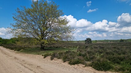 Scenic Landscape with Tree and Sandy Path