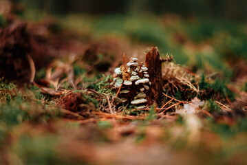 Small inedible mushrooms grow on an old log overgrown with moss, macrophotography 