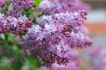 Lilac Branch with Dew Drops in Spring at Daytime After Rain - Close-Up, Selective Focus. Violet Spring Flowers with Soft Aroma. Spring and Summer Gardening. Lilac Blossom. Purple Lilac Bush