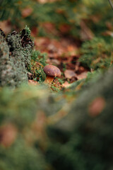 Edible Polish mushroom grows in the forest