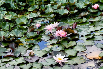 Seerose, rosa, Teich