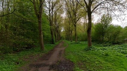 Serene Forest Path with Lush Greenery