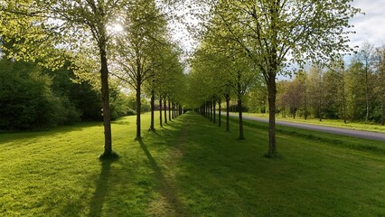 Sunlit Tree-Lined Path with Shadows