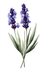 Obraz premium Lavender, botanical horticultural classic illustration isolated, white background. Pen, pencil sketch, hand-drawn, drawn freehand. Card, poster, background, backdrop, wallpaper