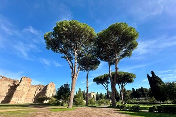 Stone pine trees in the courtyard of the baths of Caracalla in Rome ancient city.