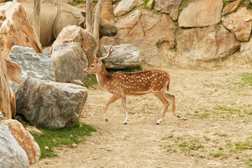 Antilope
