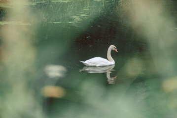 A swan swims in the green water of the river and is reflected in the water