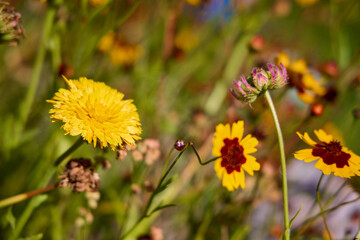 Vibrant Wildflowers Blooming in Lush Meadow