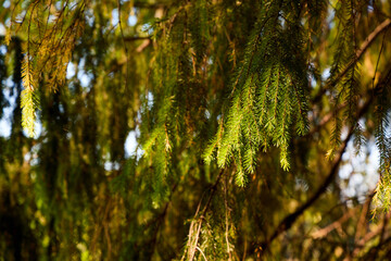 Fototapeta premium Sunlit Pine Needles in a Serene Forest Canopy