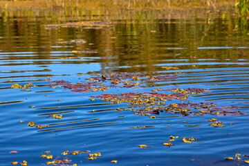 Autumn Leaves Floating on Serene Blue Lake