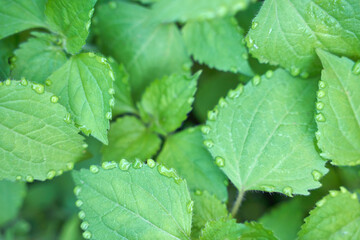 Close-up of dew-covered green leaves with natural texture and patterns in a lush garden setting.