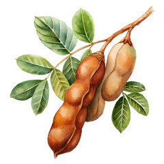 Watercolor hand drawn Tamarind