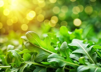Lush green arugula photographed in soft bokeh, early summer light highlighting its freshness. Perfect for healthy dining and organic produce, providing copy space for text.