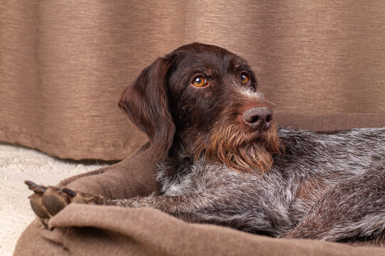The hunting dog is lying in his dog bed and has raised his head