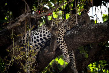 Sleeping Leopard