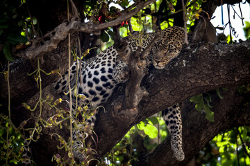 Sleeping Leopard