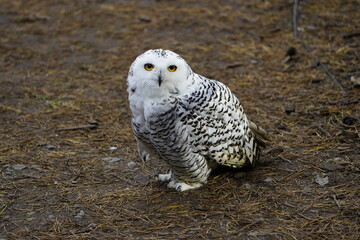 The Snowy Owl (Bubo scandiacus) is a large owl of the typical owl family Strigidae. Vogelpark Walsrode, Germany.