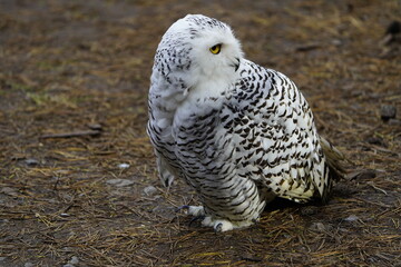 The Snowy Owl (Bubo scandiacus) is a large owl of the typical owl family Strigidae. Vogelpark...