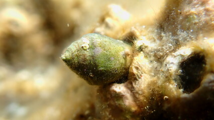 Mediterranean cone (Conus ventricosus) on sea bottom, undersea, Aegean Sea, Greece, Halkidiki, Kakoudia beach